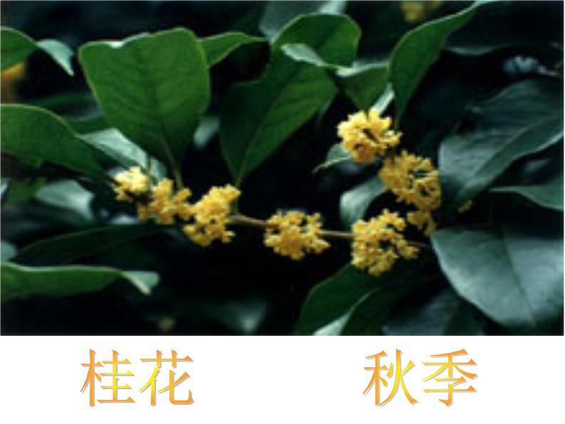 八年级下册语文课件《大自然的语言》  人教版（2016部编版） (4)第4页