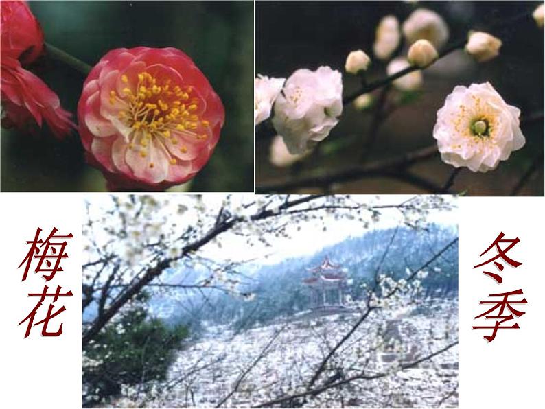 八年级下册语文课件《大自然的语言》  人教版（2016部编版） (4)第5页