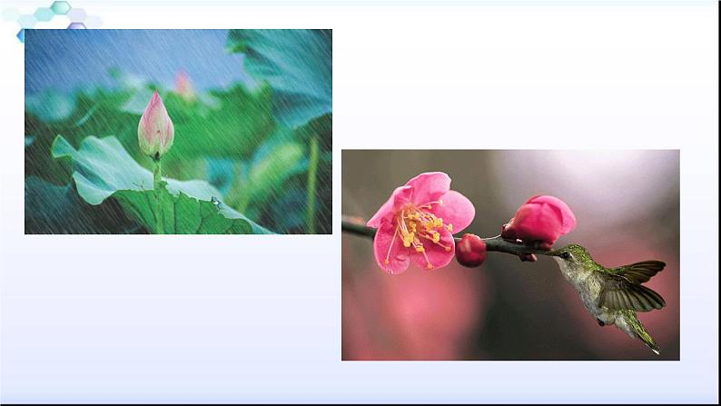 八年级下册语文课件《大自然的语言》  人教版（2016部编版） (6)第2页