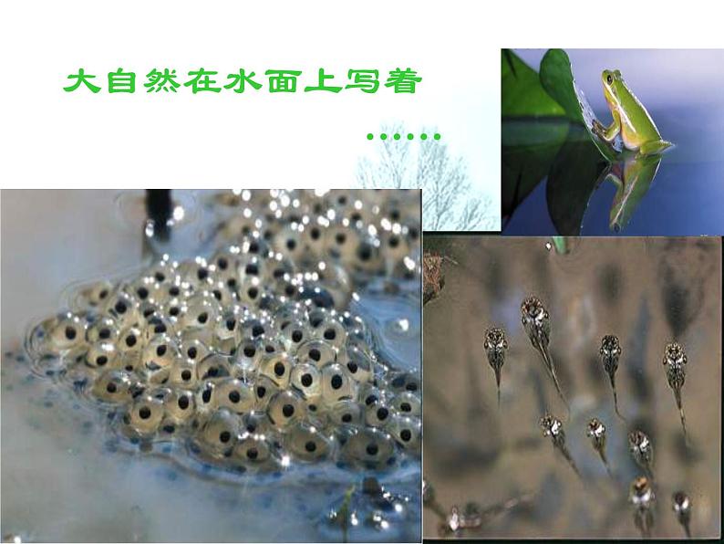 八年级下册语文课件《大自然的语言》  人教版（2016部编版）03