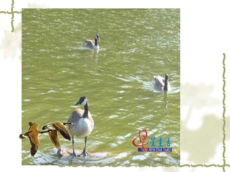 八年级下册语文课件《大雁归来》  人教版（2016部编版）第2页