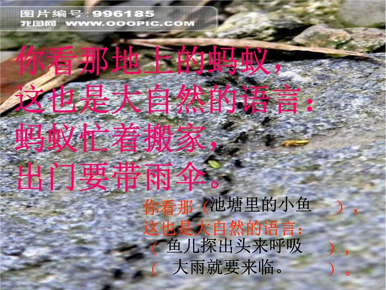 八年级下册语文课件《大自然的语言》  人教版（2016部编版） (9)05