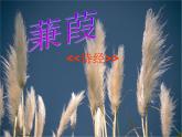 八年级下册语文课件《诗经二首 蒹葭》  人教版（2016部编版） (1)