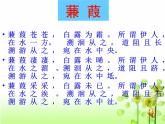八年级下册语文课件《诗经二首 蒹葭》  人教版（2016部编版） (1)