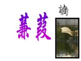 八年级下册语文课件《诗经二首 蒹葭》  人教版（2016部编版） (3)