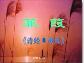 八年级下册语文课件《诗经二首 蒹葭》  人教版（2016部编版） (5)