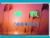 八年级下册语文课件《诗经二首 蒹葭》  人教版（2016部编版） (4)