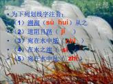 八年级下册语文课件《诗经二首 蒹葭》  人教版（2016部编版） (10)