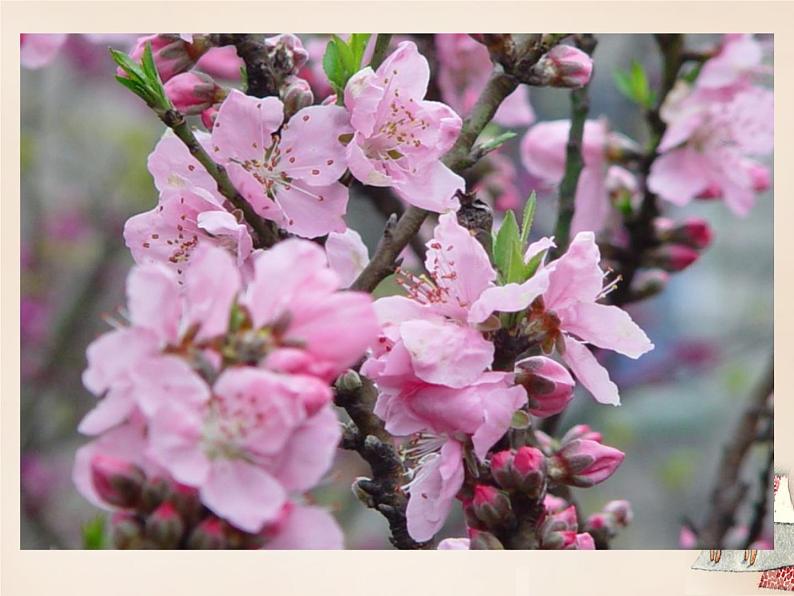 八年级下册语文课件《桃花源记》  人教版（2016部编版） (4)第3页