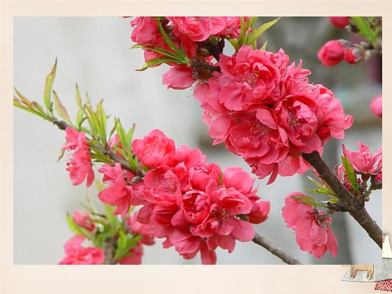 八年级下册语文课件《桃花源记》  人教版（2016部编版） (4)第4页