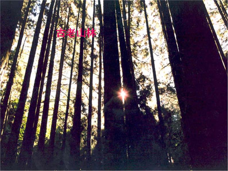 八年级上语文课件《阿里山纪行》 (12)_苏教版（2016）第7页