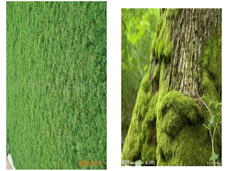 八年级上语文课件《阿里山纪行》 (4)_苏教版（2016）第6页