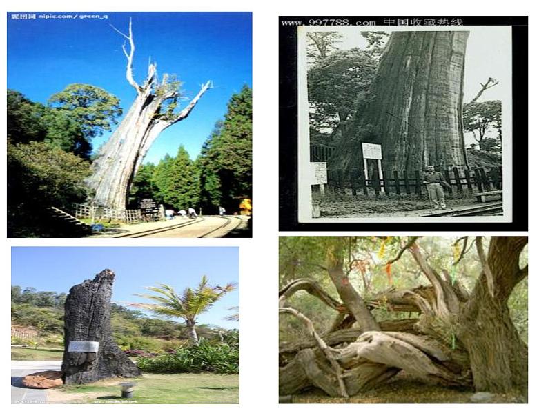 八年级上语文课件《阿里山纪行》 (4)_苏教版（2016）第7页