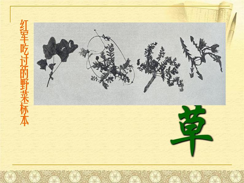 八年级上语文课件《草》 (7)_苏教版（2016）第3页