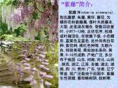 八年级下语文课件《紫藤萝瀑布》  (1)_苏教版（2016）