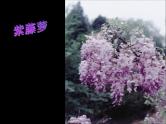 八年级下语文课件《紫藤萝瀑布》  (3)_苏教版（2016）