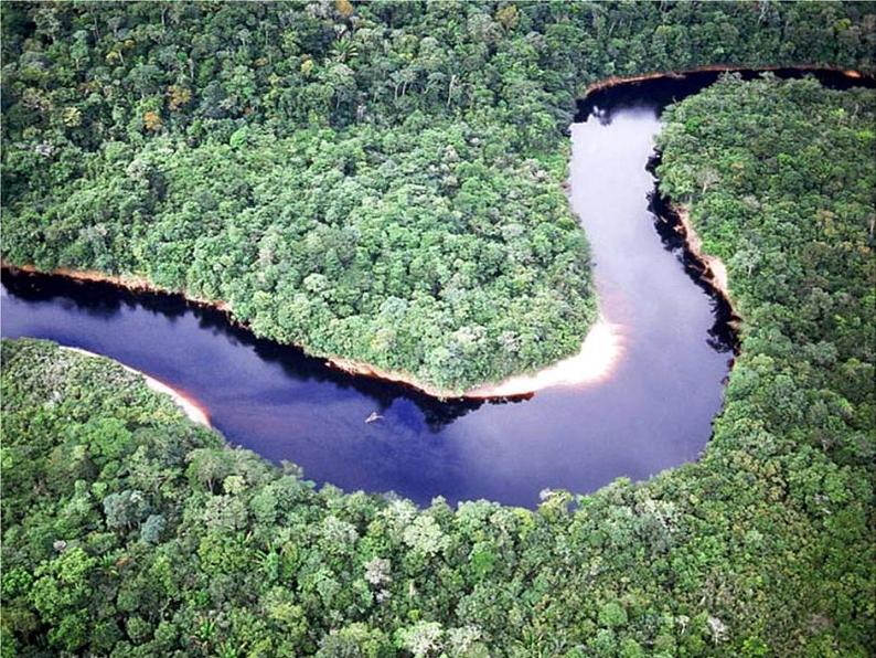 （语文版）八年级语文上册第五单元第18课《雨林的毁灭世界性灾难》课件第7页