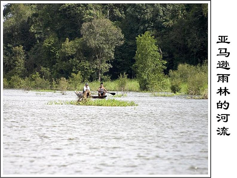 （语文版）八年级语文上册第五单元第18课《雨林的毁灭世界性灾难》课件第8页