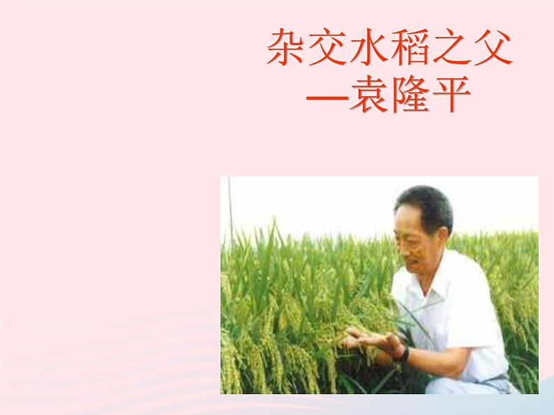 八年级语文上册第二单元第8课《杂交水稻之父袁隆平》课件（新版）语文版第2页