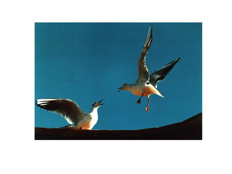 八年级上语文课件海燕 (9)_鲁教版第1页