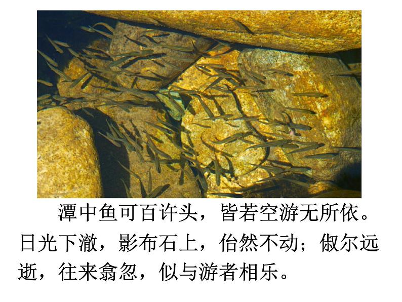 八年级上语文课件小石潭记 (18)_鲁教版第6页