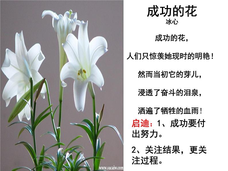 八年级上语文课件心田上的百合花开 (6)_鲁教版第1页