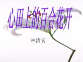 八年级上语文课件心田上的百合花开 (6)_鲁教版
