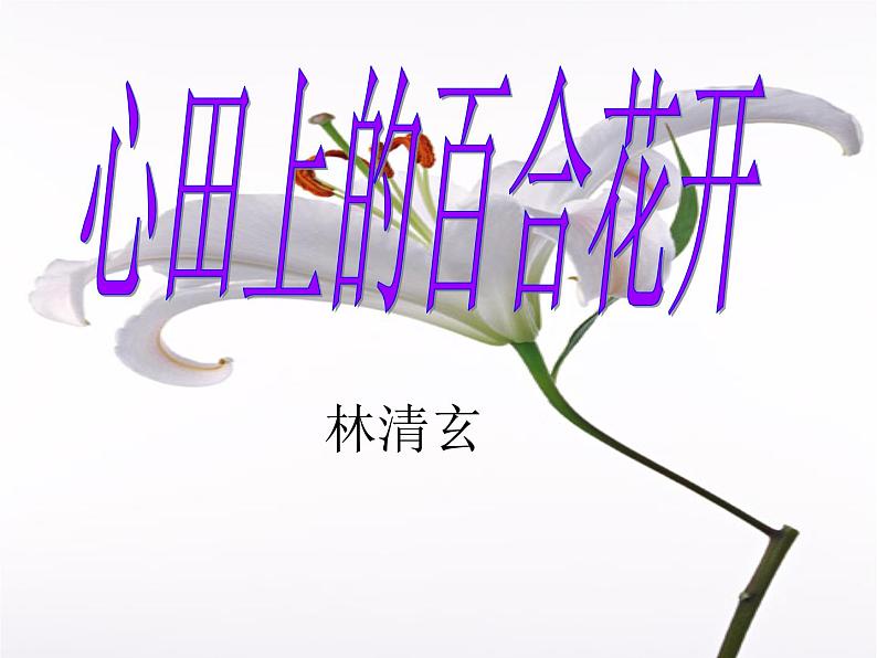 八年级上语文课件心田上的百合花开 (6)_鲁教版第2页