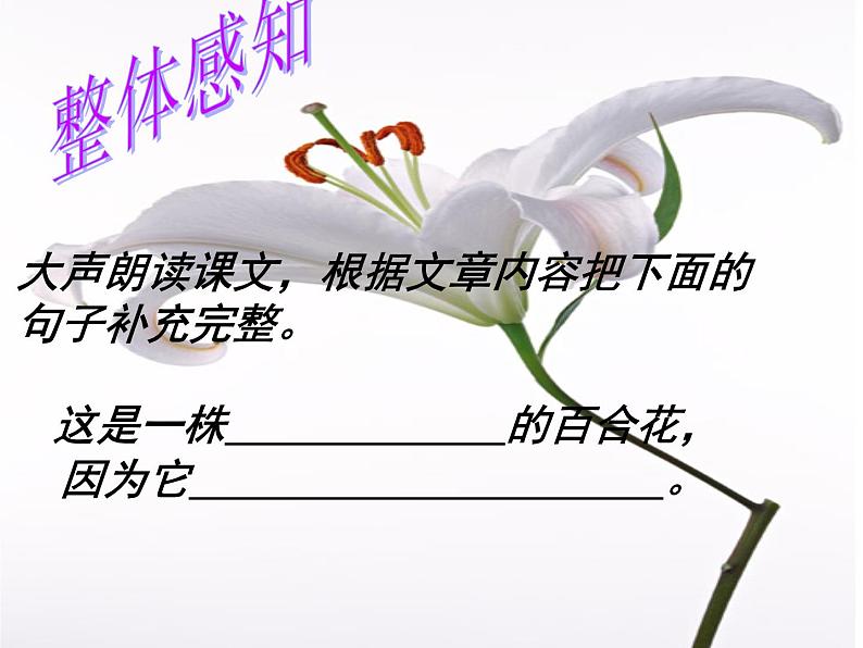 八年级上语文课件心田上的百合花开 (6)_鲁教版第4页