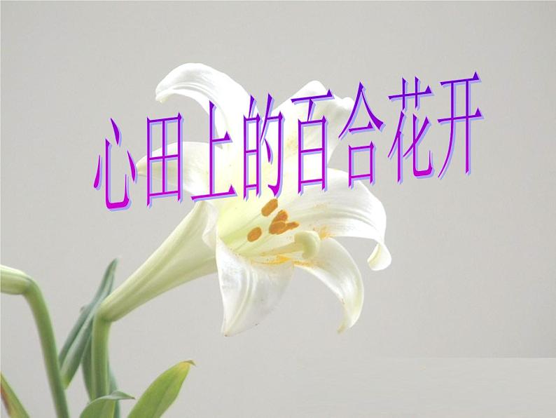 八年级上语文课件心田上的百合花开 (7)_鲁教版第1页