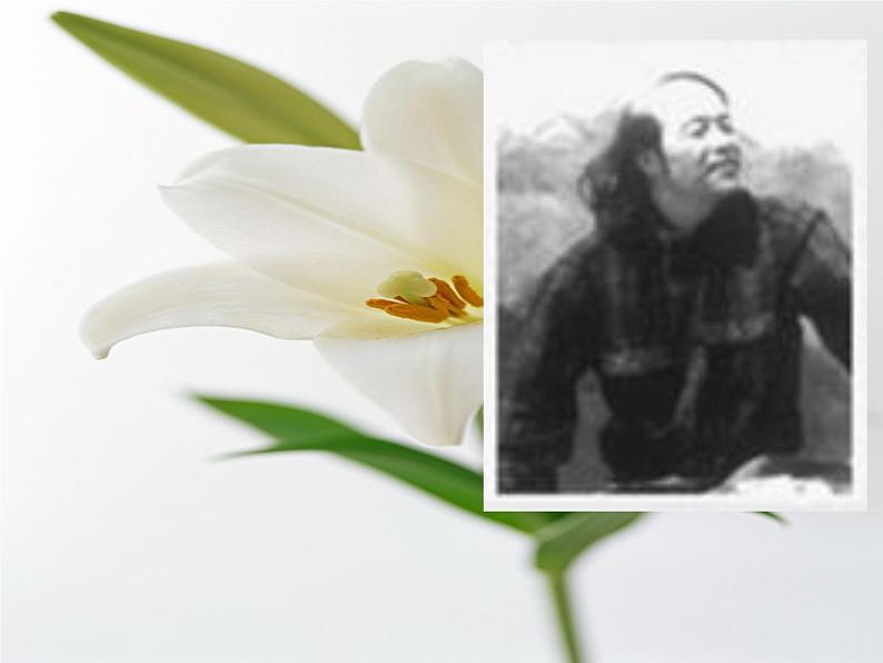 八年级上语文课件心田上的百合花开 (3)_鲁教版第1页