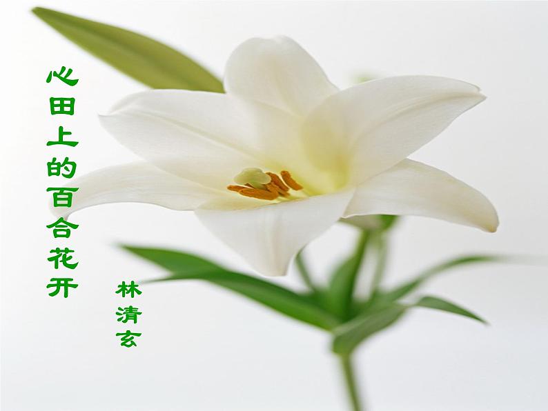 八年级上语文课件心田上的百合花开 (3)_鲁教版第2页