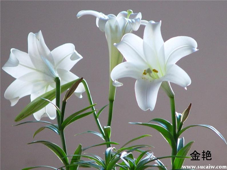 八年级上语文课件心田上的百合花开 (12)_鲁教版第1页