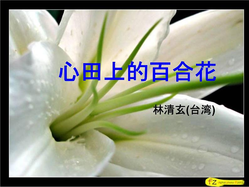 八年级上语文课件心田上的百合花开 (12)_鲁教版第2页