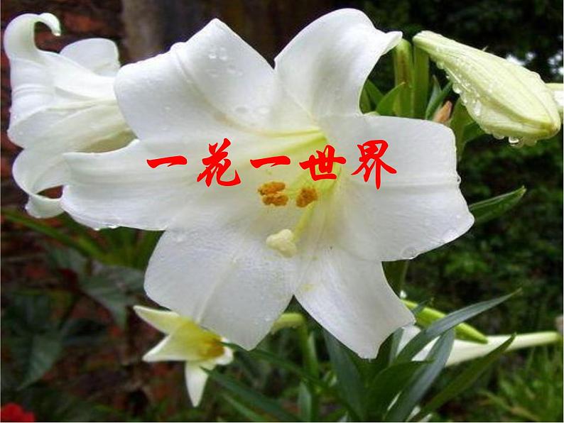 八年级上语文课件心田上的百合花开 (9)_鲁教版第1页