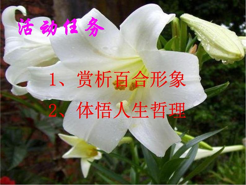 八年级上语文课件心田上的百合花开 (9)_鲁教版第3页