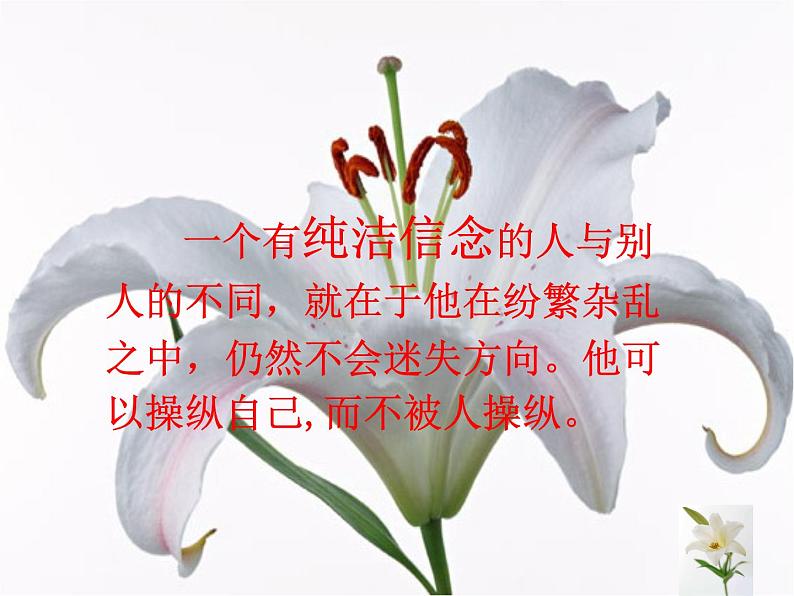 八年级上语文课件心田上的百合花开 (9)_鲁教版第8页