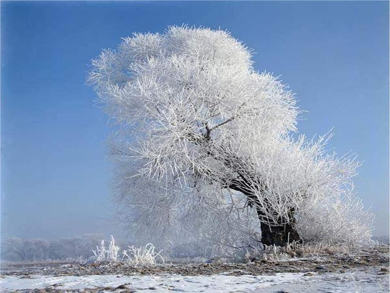 八年级上语文课件雪 (4)_鲁教版第5页