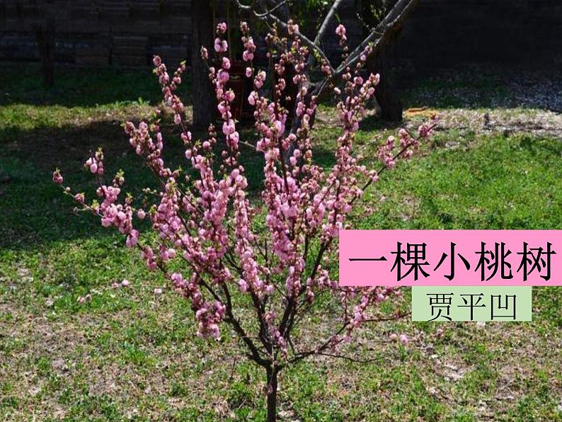 18.一颗小桃树部编版七年级语文下册课件 (共46张PPT)第2页