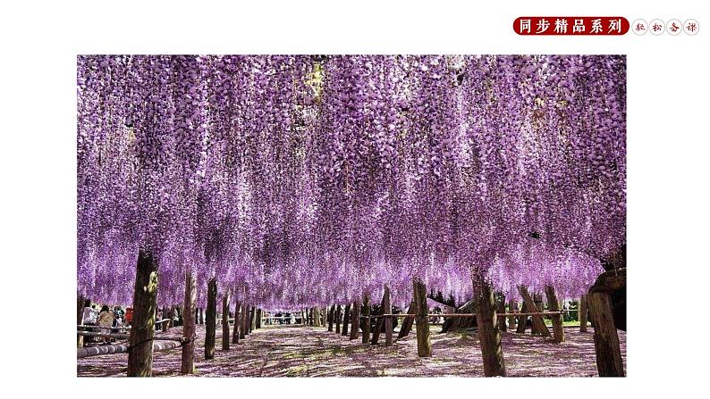 《紫藤萝瀑布》同步课件七年级语文下册同步精品系列（部编版）(共42张PPT)第5页