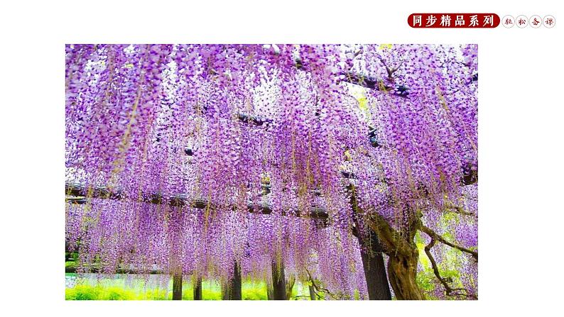 《紫藤萝瀑布》同步课件七年级语文下册同步精品系列（部编版）(共42张PPT)第6页