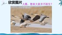 人教部编版7*大雁归来课文内容课件ppt