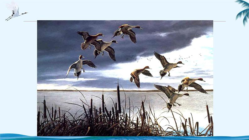 7《大雁归来》PPT课件（部编版）(共45张PPT)03