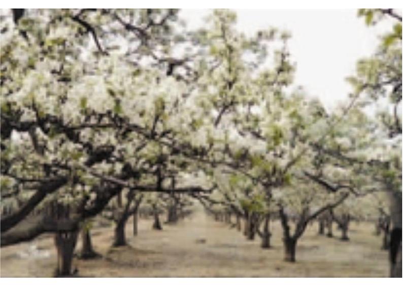 人教部编版七年级下册第14课《驿路梨花》课件06