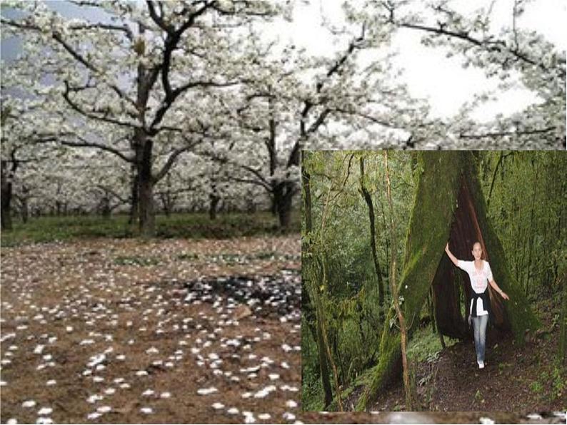 人教部编版七年级下册第14课《驿路梨花》课件07