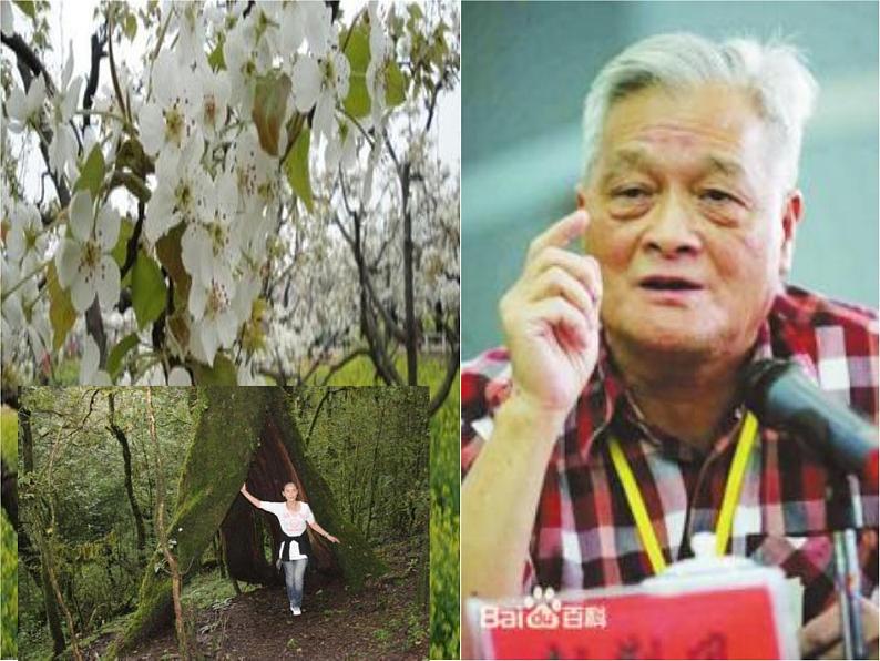 人教部编版七年级下册第14课《驿路梨花》课件08