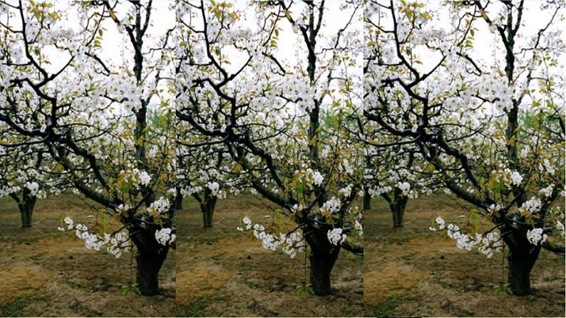 人教部编版七年级下册第14课《驿路梨花》课件01