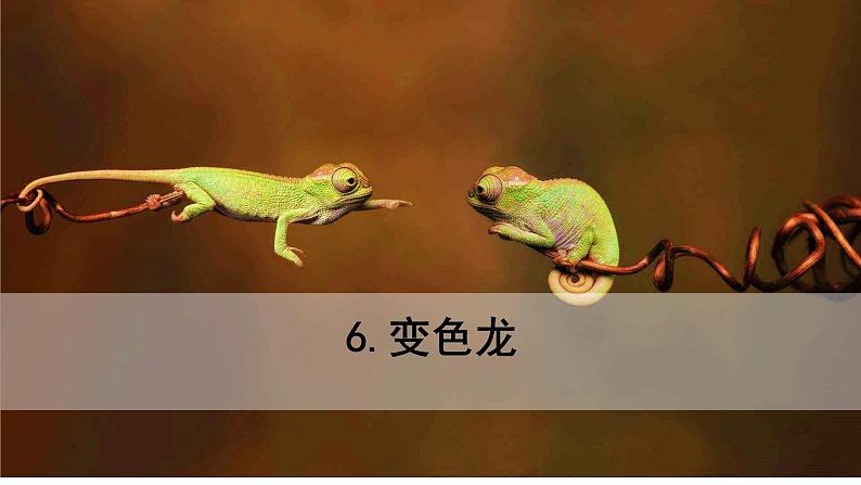 人教部编版九年级下册语文6变色龙课件02