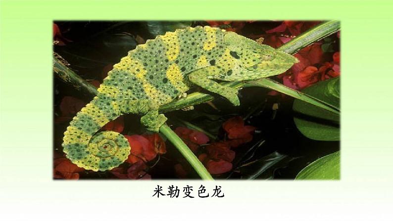 人教部编版九年级下册语文6变色龙课件05