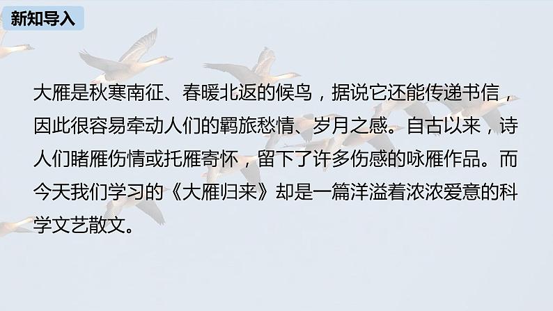 部编版八年级语文下册 第2单元 7《大雁归来》(PPT课件+素材）04